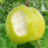 Lê Tai Nung giòn ngọt, an toàn VietGap